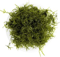 HydrOasis Java Moss Portion Fish Plant slide 2 of 4