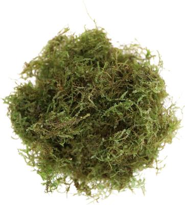 Show full view: HydrOasis Christmas Moss Portion Fish Plant slide 2 of 4