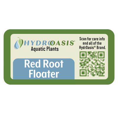 Show full view: HydrOasis Red Root Floater Portion Fish Plant slide 4 of 4