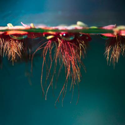 Show full view: HydrOasis Red Root Floater Portion Fish Plant slide 3 of 4