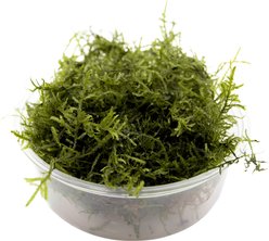 HydrOasis Java Moss Portion Fish Plant