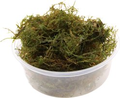 HydrOasis Taiwan Moss Portion Fish Plant