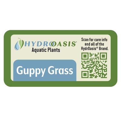 Show full view: HydrOasis Guppy Grass Portion Fish Plant slide 3 of 3