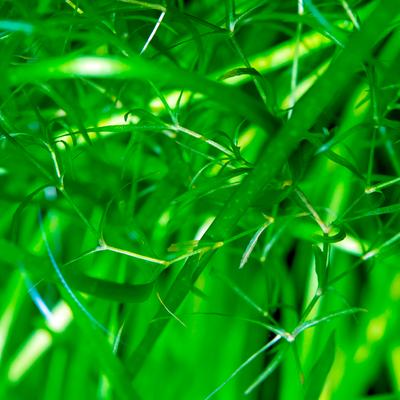 Show full view: HydrOasis Guppy Grass Portion Fish Plant slide 2 of 3