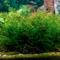 Show in main carousel: HydrOasis Java Moss Portion Fish Plant slide 3 of 4