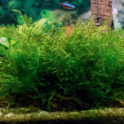 Show full view: HydrOasis Java Moss Portion Fish Plant slide 3 of 4
