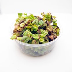 HydrOasis Red Root Floater Portion Fish Plant