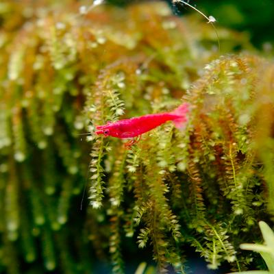 Show full view: HydrOasis Weeping Moss Portion Fish Plant slide 3 of 4