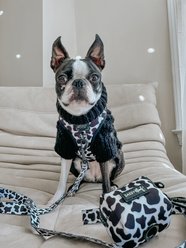 Sassy Woof Whole Milk Dog Harness & Leash, XX-Large: 25 to 37-in chest slide 2 of 8