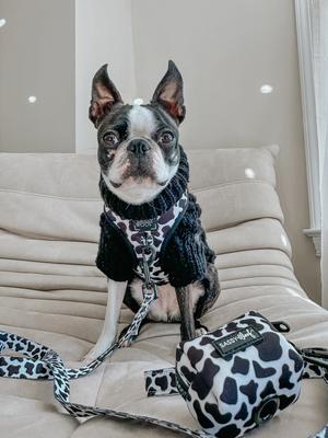 Show full view: Sassy Woof Whole Milk Dog Harness & Leash, Large: 22 to 33-in chest slide 8 of 8