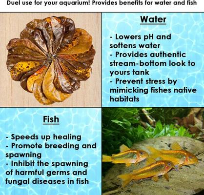 Show full view: SunGrow Isopods & Crickets Indian Almond Catappa Leaf Litter & Substrate for Reptile Terrarium & Vivarium, 10 count slide 7 of 9