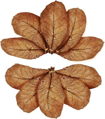 Show full view: SunGrow Isopods & Crickets Indian Almond Catappa Leaf Litter & Substrate for Reptile Terrarium & Vivarium, 10 count slide 3 of 9