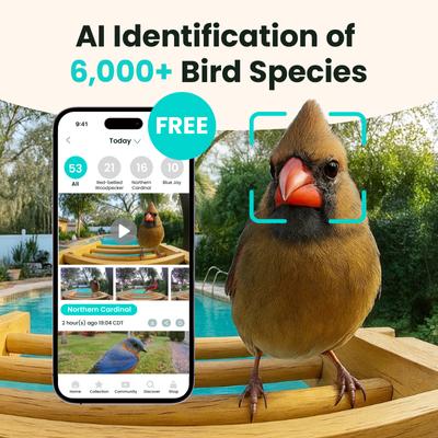 Show full view: Birdfy Bamboo Smart Bird Feeder with Camera AI Lifetime Free Solar Powered Motion Detection, Black, 3.5L slide 2 of 11