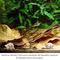 Show in main carousel: SunGrow Isopods & Crickets Indian Almond Catappa Leaf Litter & Substrate for Reptile Terrarium & Vivarium, 10 count slide 9 of 9
