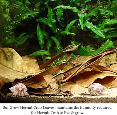 Show full view: SunGrow Isopods & Crickets Indian Almond Catappa Leaf Litter & Substrate for Reptile Terrarium & Vivarium, 10 count slide 9 of 9