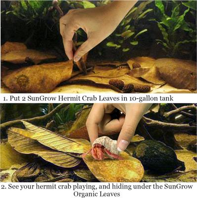 Show full view: SunGrow Isopods & Crickets Indian Almond Catappa Leaf Litter & Substrate for Reptile Terrarium & Vivarium, 10 count slide 8 of 9