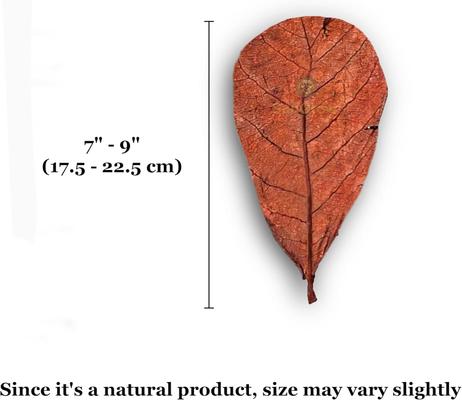 Show full view: SunGrow Isopods & Crickets Indian Almond Catappa Leaf Litter & Substrate for Reptile Terrarium & Vivarium, 10 count slide 2 of 9
