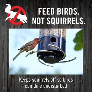 Droll Yankees Yankee Whipper Collapsing Curved Perch Bird Feeder, 21-in