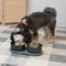 Show in main carousel: THE LICKER STORE Marbre Modern Weighted Double Marble & Stainless Steel Dog & Cat Bowl, Medium: 1.5-cup, Green slide 6 of 8