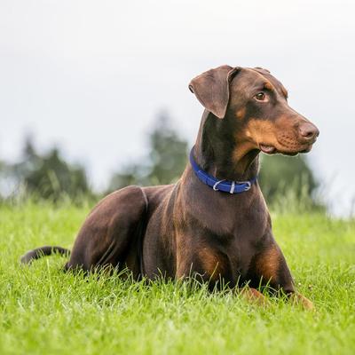 Show full view: OOPSDOGGY Soft Rolled Leather Dog Collar, Blue, Large: 14 to 18-in neck, 9/16-in wide slide 6 of 8