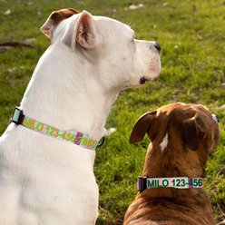 Pawtitas Embroidered Name & Phone Adjustable Polyester Personalized Dog Collar, Teal / Purple / Pink, X-Small: 8 to 12-in neck, 3/8-in wide slide 2 of 8