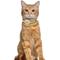 Show in main carousel: OOPSDOGGY Lightweight GPS Leather Apple Air Tag Holder Cat Collar with Bell, Beige, 8 to 11-in neck, 1/2-in wide slide 6 of 6