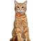 Show in main carousel: OOPSDOGGY Lightweight GPS Leather Apple Air Tag Holder Cat Collar with Bell, Orange, 8 to 11-in neck, 1/2-in wide slide 6 of 6
