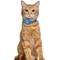Show in main carousel: OOPSDOGGY Lightweight GPS Leather Apple Air Tag Holder Cat Collar with Bell, Blue, 8 to 11-in neck, 1/2-in wide slide 6 of 6