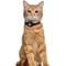 Show in main carousel: OOPSDOGGY Lightweight GPS Leather Apple Air Tag Holder Cat Collar with Bell, Black, 8 to 11-in neck, 1/2-in wide slide 6 of 6