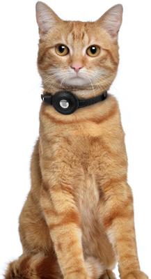 Show full view: OOPSDOGGY Lightweight GPS Leather Apple Air Tag Holder Cat Collar with Bell, Black, 8 to 11-in neck, 1/2-in wide slide 6 of 6