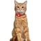Show in main carousel: OOPSDOGGY Lightweight GPS Leather Apple Air Tag Holder Cat Collar with Bell, Red, 8 to 11-in neck, 1/2-in wide slide 6 of 6