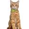 Show in main carousel: OOPSDOGGY Lightweight GPS Leather Apple Air Tag Holder Cat Collar with Bell, Lime Green, 8 to 11-in neck, 1/2-in wide slide 6 of 6