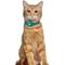 Show in main carousel: OOPSDOGGY Lightweight GPS Leather Apple Air Tag Holder Cat Collar with Bell, Aquamarine, 8 to 11-in neck, 1/2-in wide slide 6 of 6