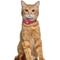 Show in main carousel: OOPSDOGGY Lightweight GPS Leather Apple Air Tag Holder Cat Collar with Bell, Pink, 8 to 11-in neck, 1/2-in wide slide 6 of 6