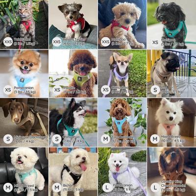 Show full view: Bella & Pal OxyMesh Velcro Step-in Harness & Leash Set, Sky Blue, X-Small slide 5 of 7