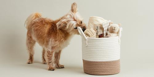 Show full view: Harry Barker Welcome Home Dog Bundle Gift, Beige slide 2 of 10