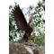 Show in main carousel: Hi-Line Gift 11.94-in Flying Eagle Statue Outdoor Decor slide 8 of 10