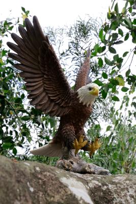 Show full view: Hi-Line Gift 11.94-in Flying Eagle Statue Outdoor Decor slide 8 of 10