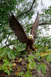 Hi-Line Gift 24.41-in Flying Eagle Statue Outdoor Decor slide 2 of 9