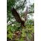 Show in main carousel: Hi-Line Gift 24.41-in Flying Eagle Statue Outdoor Decor slide 7 of 10