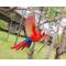 Show in main carousel: Hi-Line Gift 4.53-in Scarlet Parrot Flying Statue Outdoor Decor slide 8 of 8