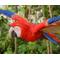 Show in main carousel: Hi-Line Gift 4.53-in Scarlet Parrot Flying Statue Outdoor Decor slide 6 of 8
