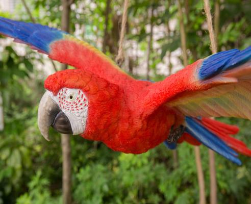 Show full view: Hi-Line Gift 4.53-in Scarlet Parrot Flying Statue Outdoor Decor slide 6 of 8