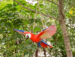 Hi-Line Gift 4.53-in Scarlet Parrot Flying Statue Outdoor Decor