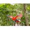 Show in main carousel: Hi-Line Gift 4.53-in Scarlet Parrot Flying Statue Outdoor Decor slide 1 of 8