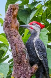 Hi-Line Gift 15.55-in Pileated Woodpecker On A Tree Trunk Garden Statue Outdoor Decor slide 2 of 7