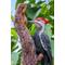 Show in main carousel: Hi-Line Gift 15.55-in Pileated Woodpecker On A Tree Trunk Garden Statue Outdoor Decor slide 6 of 7