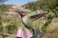 Hi-Line Gift 5.51-in Hummingbird On Foxglove Statue Outdoor Decor slide 2 of 7
