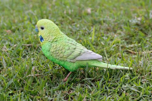 Show full view: Hi-Line Gift 5.24-in Green Budgerigar with Iron Foot Statue Outdoor Decor slide 6 of 8