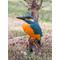 Show in main carousel: Hi-Line Gift 7.5-in Kingfisher On Stump Statue Outdoor Decor slide 1 of 8